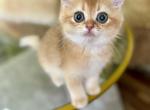 DeDe - British Shorthair Kitten For Sale - Philadelphia, PA, US