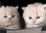 British Longhair Lilac Females - British Shorthair Kitten For Sale - Clearwater, FL, US