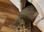 BiTSY - Scottish Straight Kitten For Sale - Philadelphia, PA, US