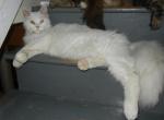 White Male - Maine Coon Kitten For Sale - Quakertown, PA, US