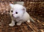 Waylon - Siberian Kitten For Sale - 