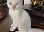Surprise - Ragdoll Kitten For Sale - 