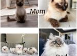 3 kittens - Ragdoll Kitten For Sale - North Port, FL, US