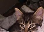 Boba - Domestic Kitten For Adoption - 