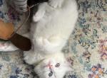 Purrfect Seal Point Bicolor Boy - Ragdoll Kitten For Sale - 