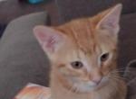 He has no name yet ready for a name - Domestic Kitten For Sale - 