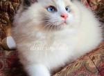 Diego - Ragdoll Kitten For Sale - Port Orange, FL, US