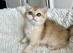 Purebred Golden British Kitten female - British Shorthair Kitten For Sale - Boston, MA, US