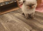 Willow's Last Litter - Himalayan Kitten For Sale - Greenville, OH, US