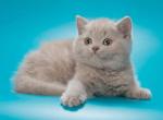Upp - British Shorthair Kitten For Sale - Gurnee, IL, US