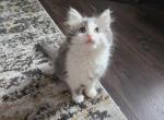 Kiva - Domestic Kitten For Sale - VA, US