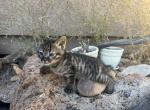 Mudu is an HP F1 Savannah Male - Savannah Kitten For Sale - 