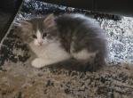 Timon - Domestic Kitten For Sale - VA, US