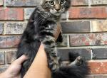 Huge Java - Maine Coon Kitten For Sale - Cookeville, TN, US