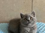 Scottish straight female - Scottish Straight Kitten For Sale - Chicago, IL, US