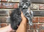 Xxl Gemma - Maine Coon Kitten For Sale - Cookeville, TN, US