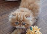 Persian kittens - Persian Kitten For Sale - 