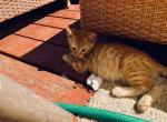 Kitten - Bengal Kitten For Sale - 