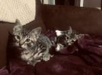 Little one - Bengal Kitten For Adoption - Cazadero, CA, US