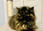 Pumpkin - Persian Kitten For Sale - Safety Harbor, FL, US