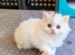 FluffyFurry Olaf - Scottish Straight Kitten For Sale - Boston, MA, US