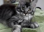 Girl Avrora Starlet pet - Maine Coon Kitten For Sale - NY, US