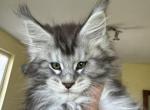 Girl Anastasia Starlet pet - Maine Coon Kitten For Sale - NY, US