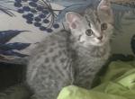 Tosi - Scottish Straight Kitten For Sale - Philadelphia, NY, US