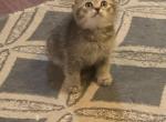 Sima - Scottish Fold Kitten For Sale - Philadelphia, PA, US