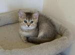 Sima - Scottish Fold Kitten For Sale - Philadelphia, NY, US