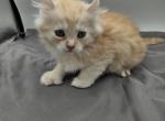 Bluey litter - Highlander Kitten For Sale - Rockford, IL, US