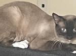 Simeon - Siamese Cat For Adoption - Apopka, FL, US