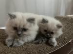 Ragdoll kittens - Ragdoll Kitten For Sale - Peabody, MA, US