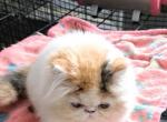Cfa registered brown patched tabby and white - Persian Kitten For Sale - Woodburn, IN, US