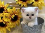Apollo - British Shorthair Kitten For Sale - Philadelphia, PA, US