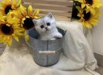 Hades - British Shorthair Kitten For Sale - Philadelphia, PA, US