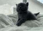 Jerry Seinfeld - British Shorthair Kitten For Sale - San Diego, CA, US