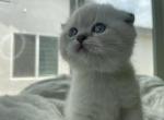 Estelle - Scottish Fold Kitten For Sale - San Diego, CA, US