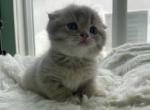 Elaine - Scottish Fold Kitten For Sale - San Diego, CA, US