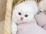Aisen 1 - Scottish Fold Kitten For Sale - Chattanooga, TN, US
