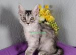Constance litter April - Maine Coon Kitten For Sale - Fort Worth, TX, US