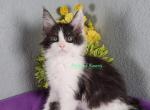 Tequila litter May 23 - Maine Coon Kitten For Sale - Fort Worth, TX, US