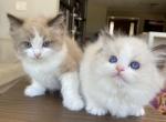 bicolor and  point and mink - Ragdoll Kitten For Sale - San Diego, CA, US