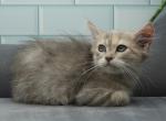 Yennefer of RomanovCats - Siberian Kitten For Sale - 