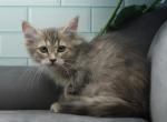 Ygraine of Romanov Dynasty - Siberian Kitten For Sale - 