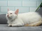 Yamir of Romanov Cats - Siberian Kitten For Sale - Ashburn, VA, US