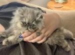 Topnotchofme Molly - Persian Kitten For Sale - Bangor, ME, US