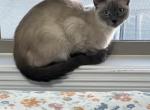 Siamese Apple head blue - Siamese Kitten For Sale - TN, US