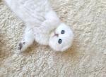 Alex - Scottish Fold Kitten For Sale - Chattanooga, TN, US