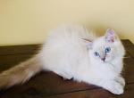 Mia - Ragdoll Kitten For Sale - Ocala, FL, US